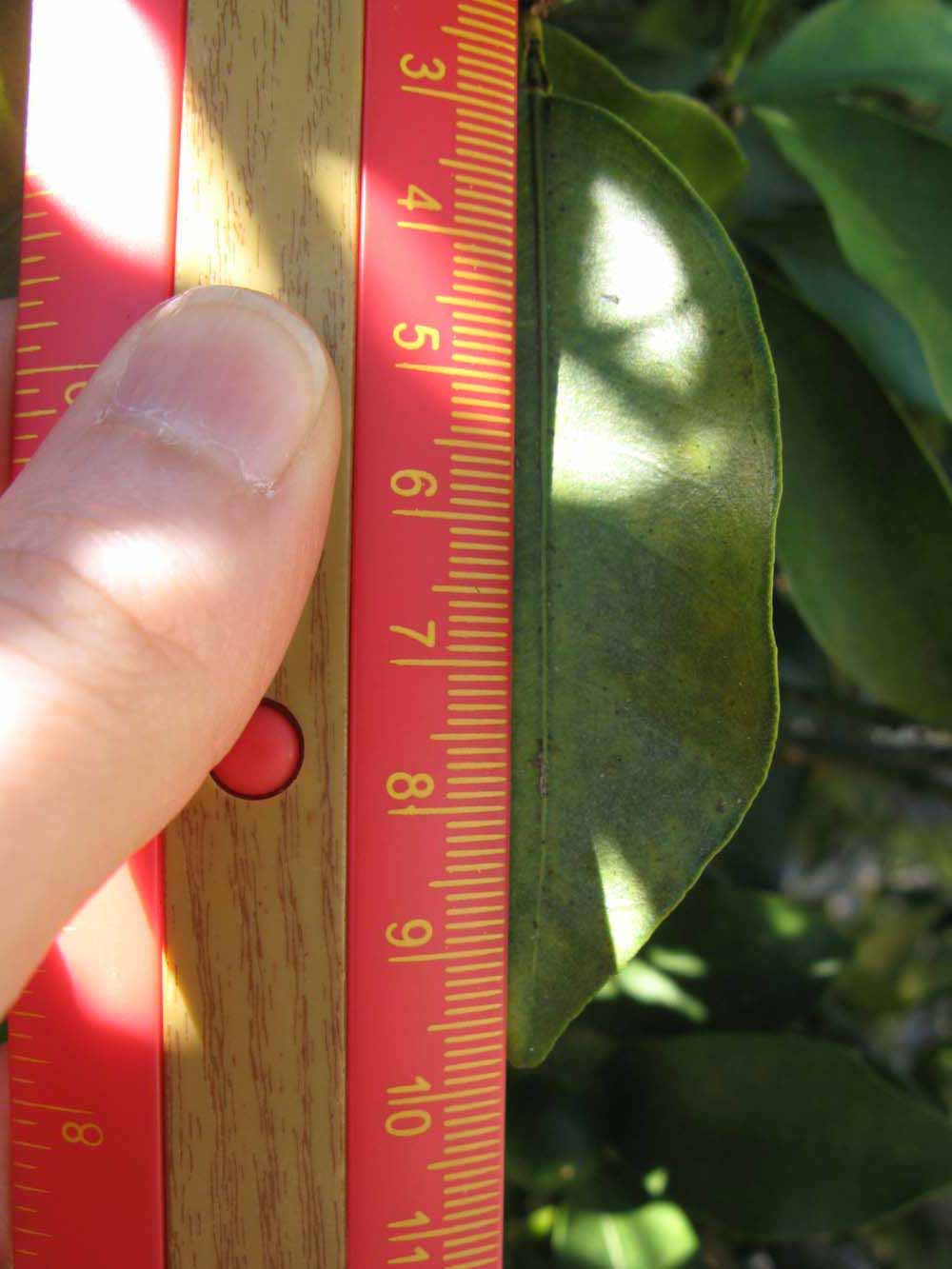              Unifoliolate leaf (Winter Haven, FL)       